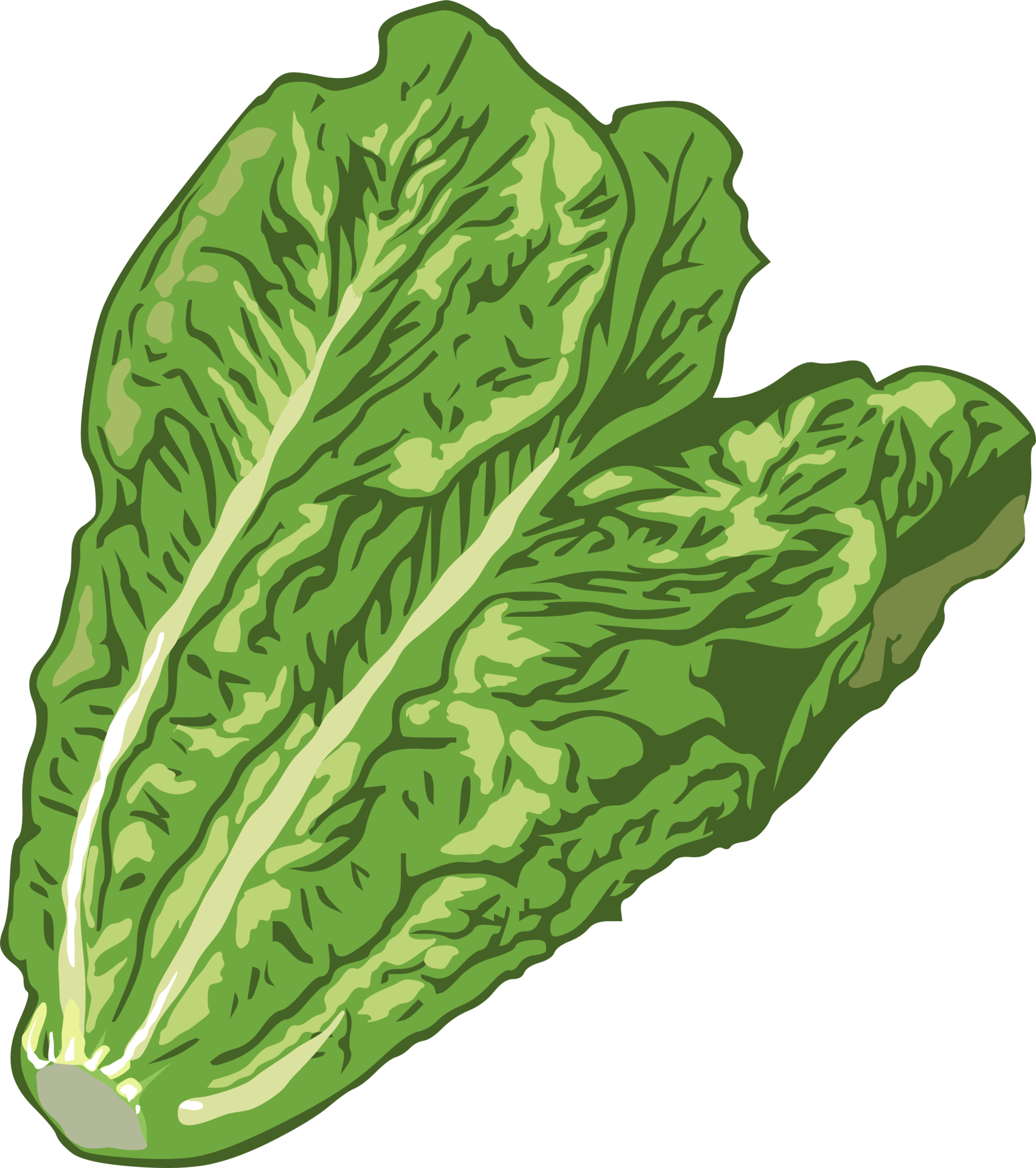 Romaine Pngs For Free Download