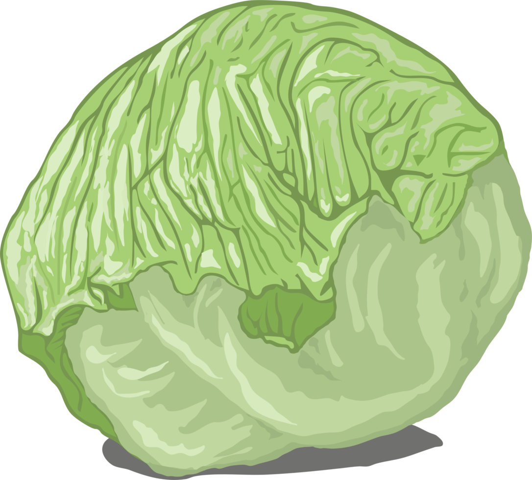 Lechuga Dibujo Animado PNG para descargar gratis