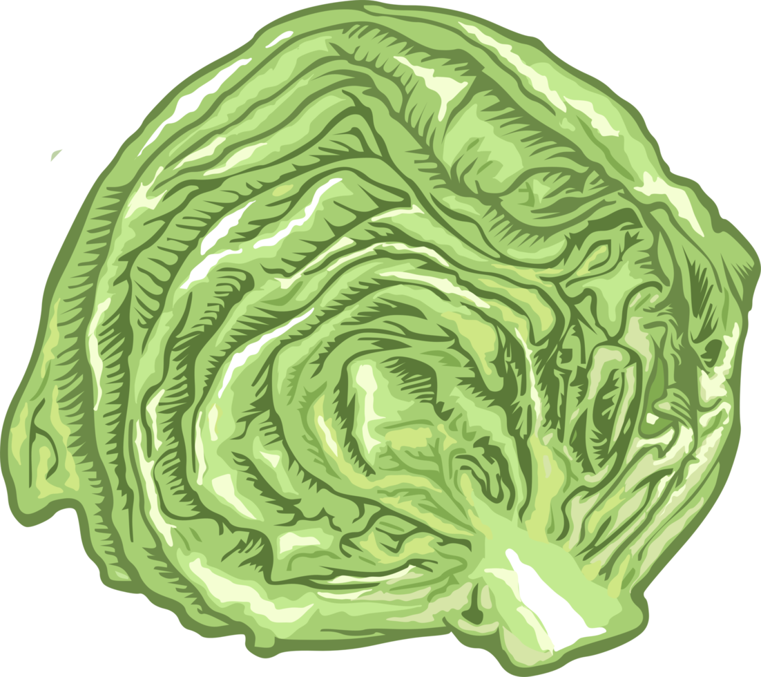 Lettuce png graphic clipart design