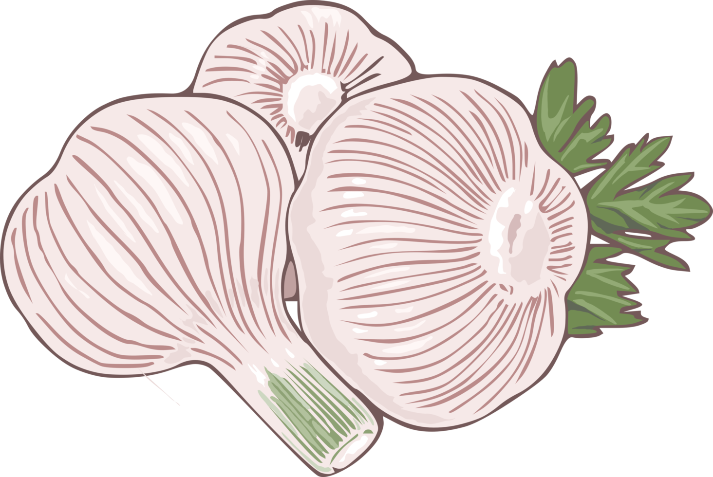 Garlic png graphic clipart design