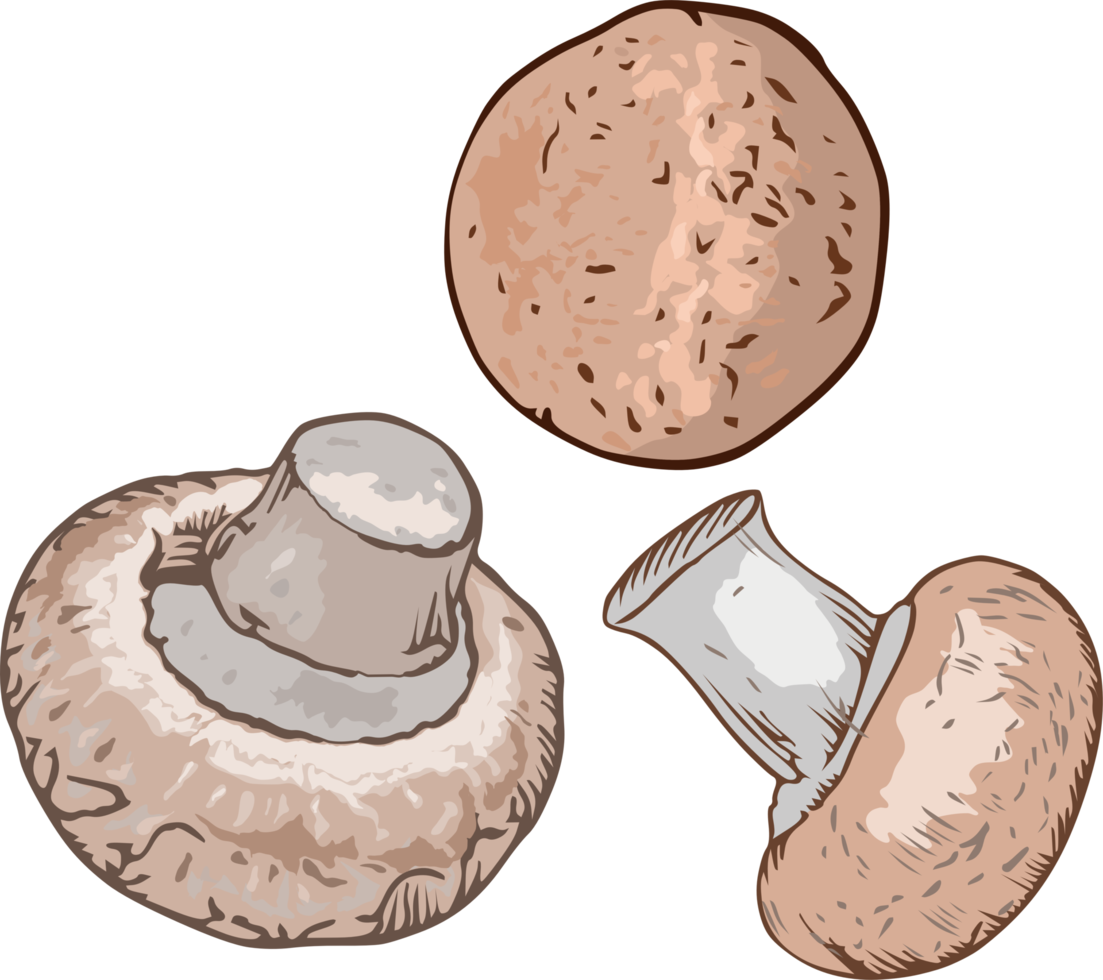 Mushroom png graphic clipart design