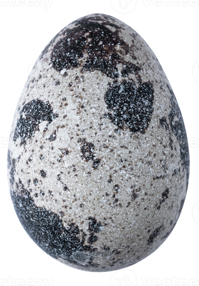 quail eggs isolated for design png