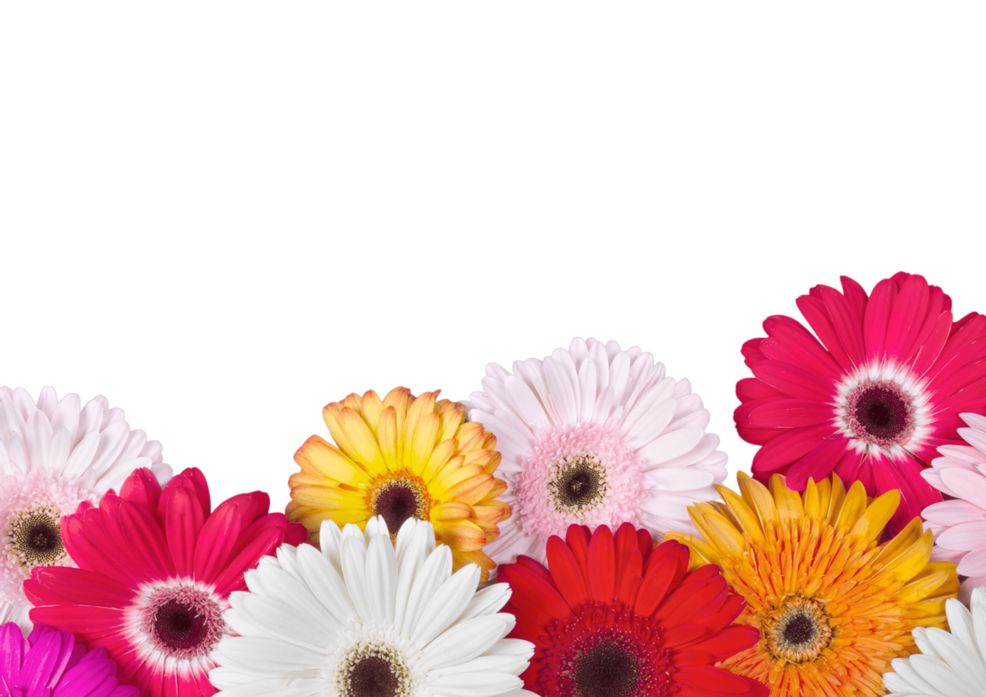 spring flower background png