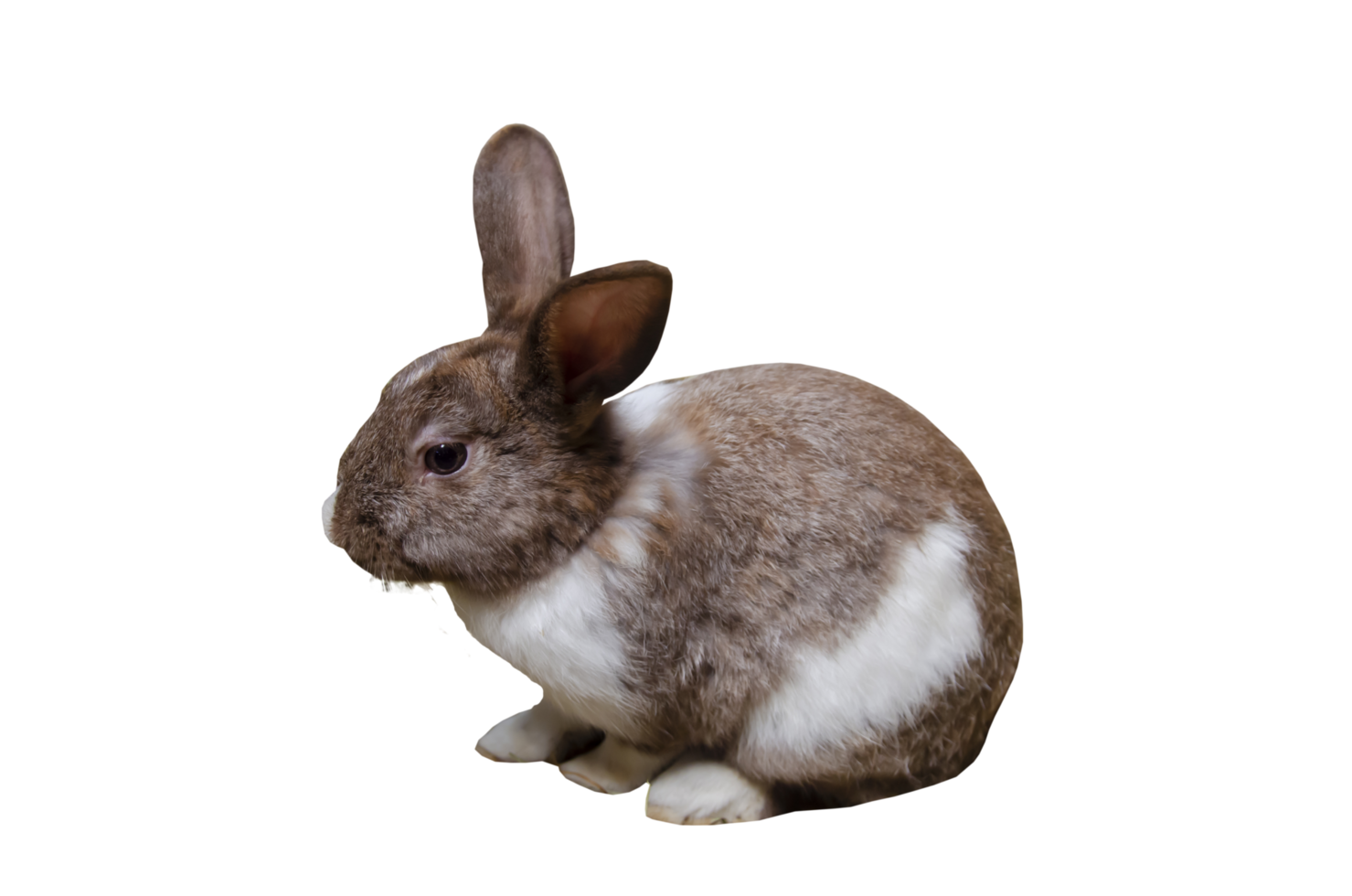 Brown rabbit, easter bunny,  on a transparent background png