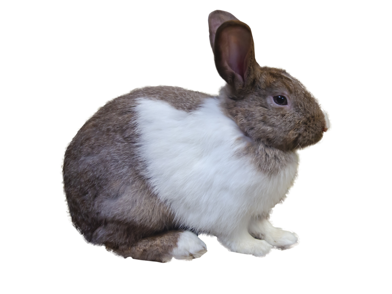 brown mix white rabbit,  easter bunny, on a transparent background png