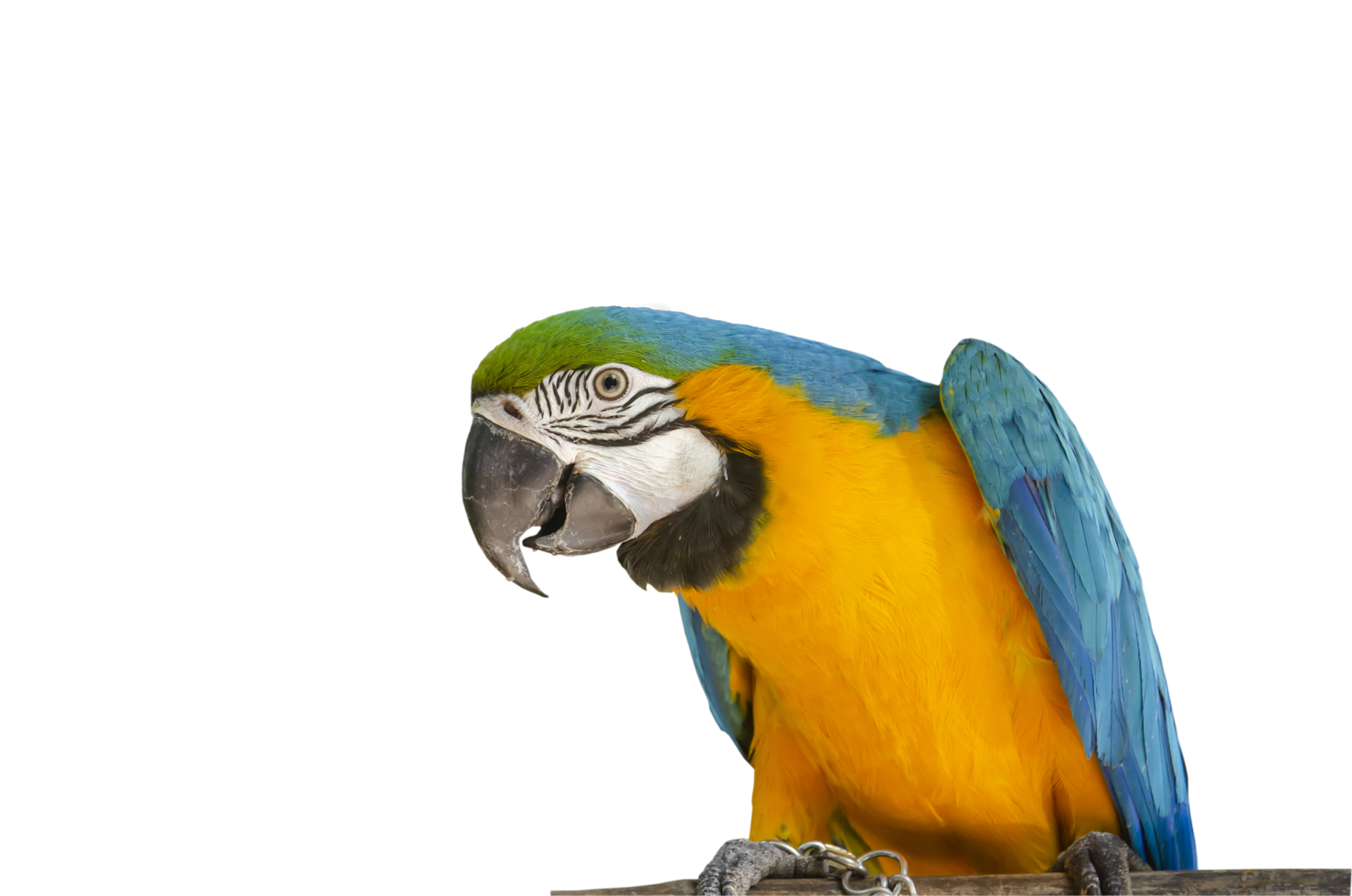 Pet. Colorful parrot standing on a wood on a transparent background png