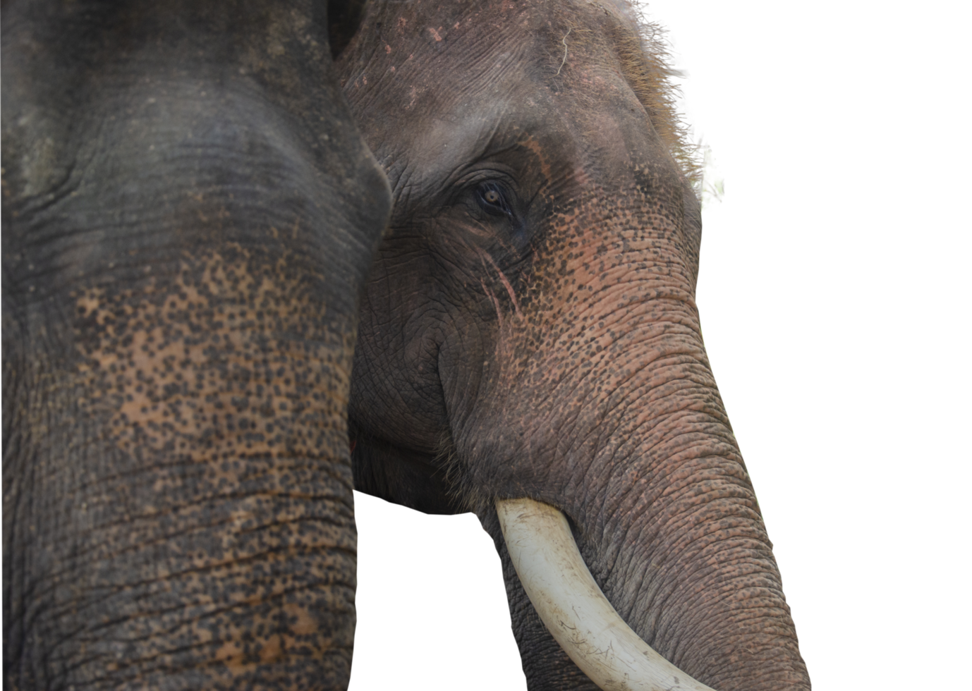 Close up view of an elephant's face from the side in Thailand. on a transparent background png