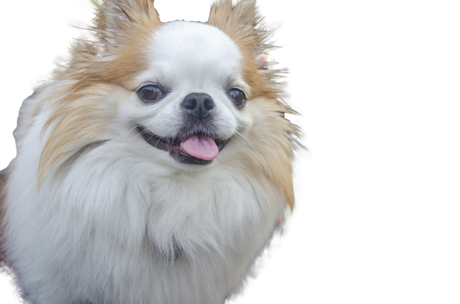 Cute chihuahua smiling face on a transparent background png