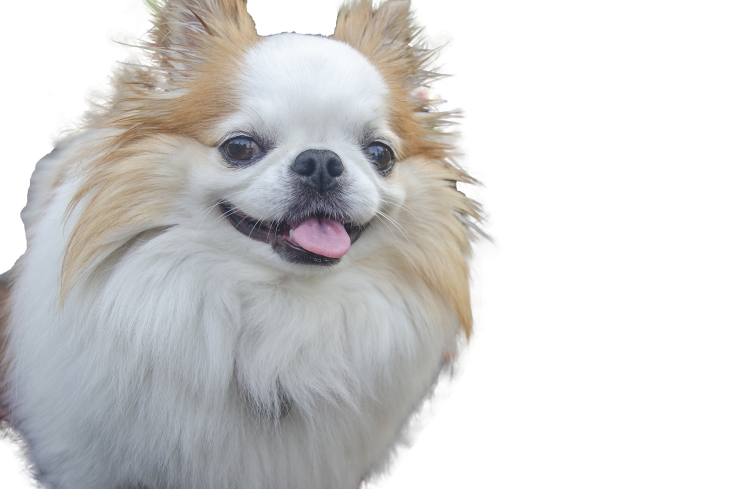 mignonne chihuahua souriant visage sur une transparent Contexte png