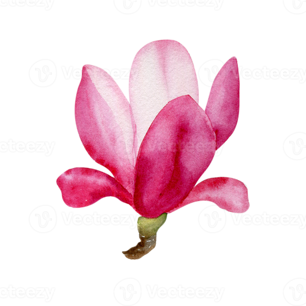 watercolor magnolia flower png