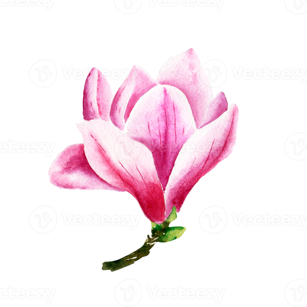 watercolor magnolia flower png