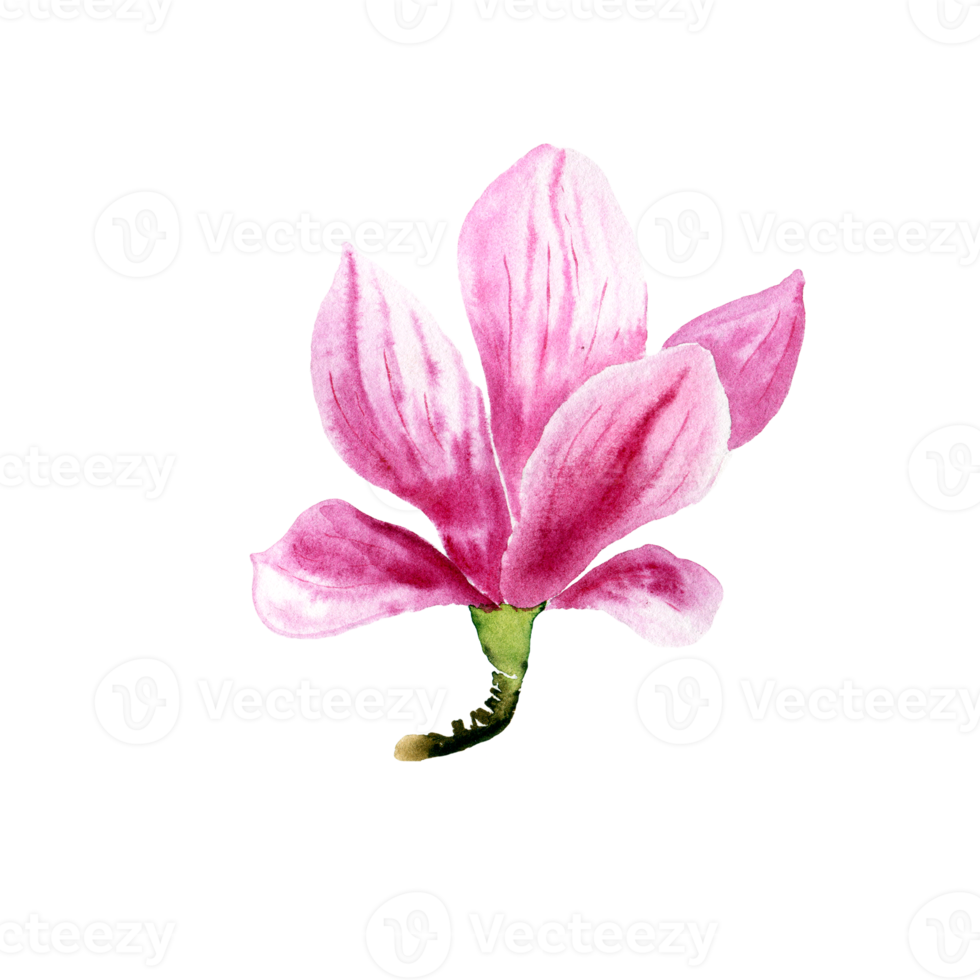 watercolor magnolia flower png