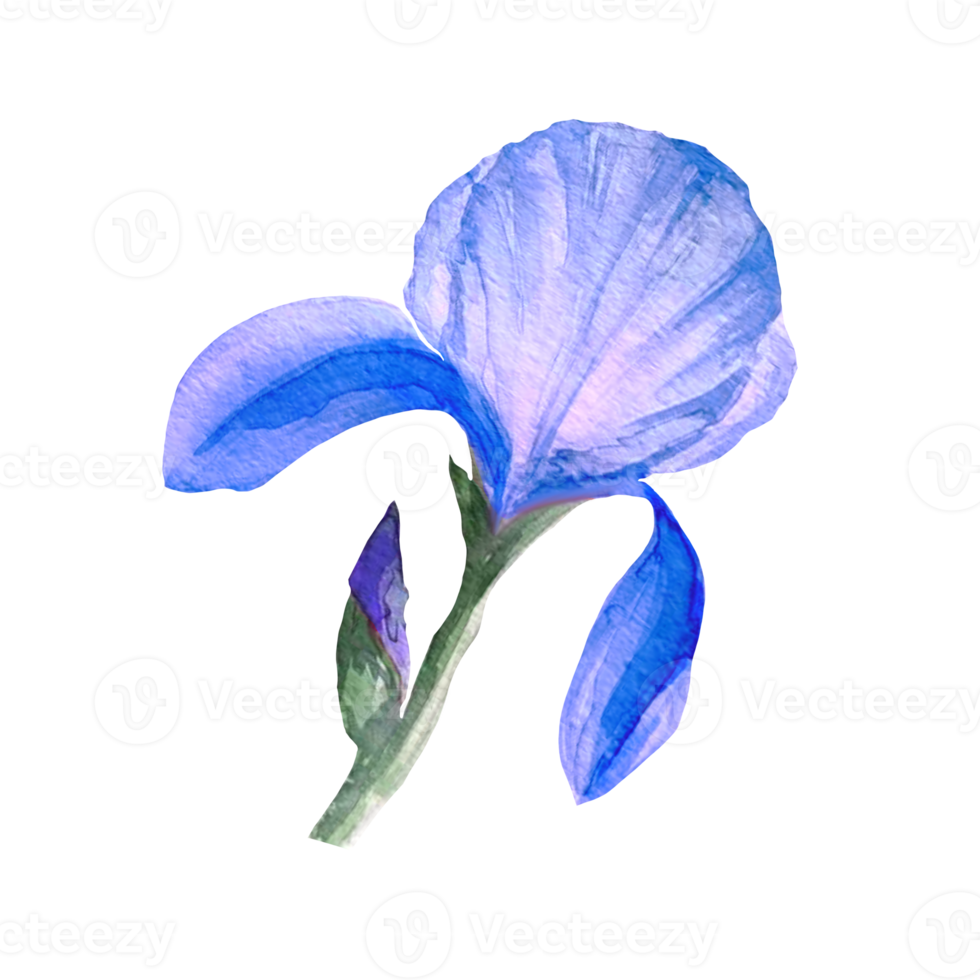 iris flower acarella illustration png