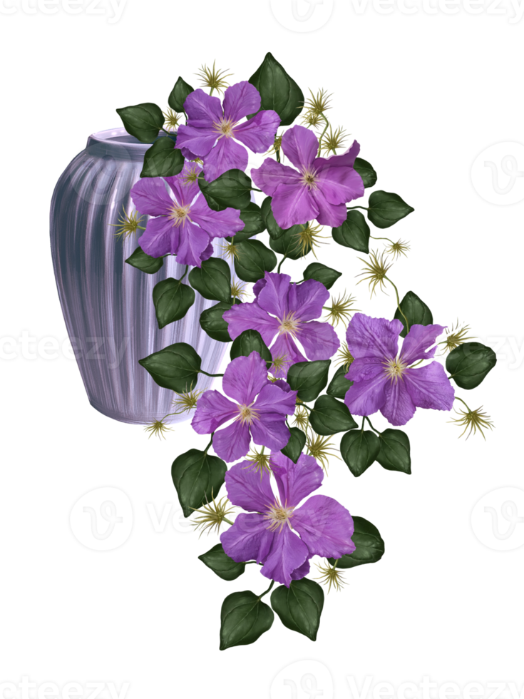 liana blooming climatis illustration png