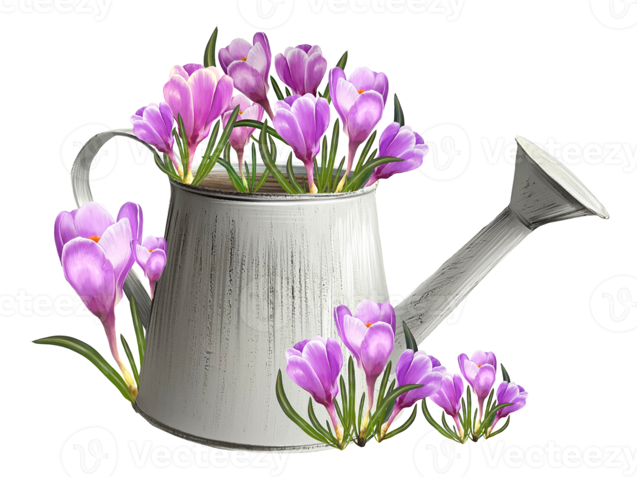 crocuses in a watering can illustration png