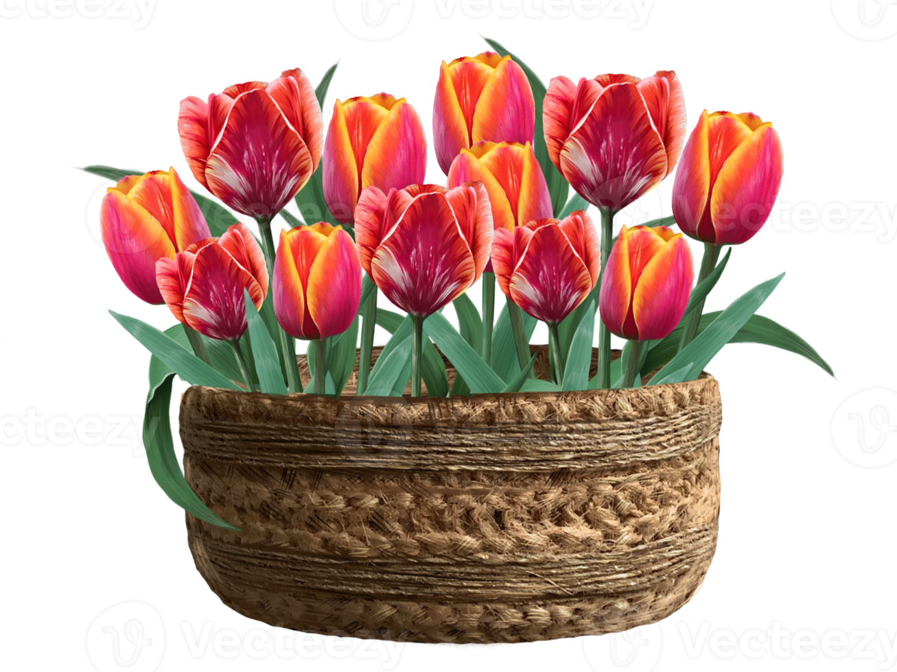 red tulips basket illustration png