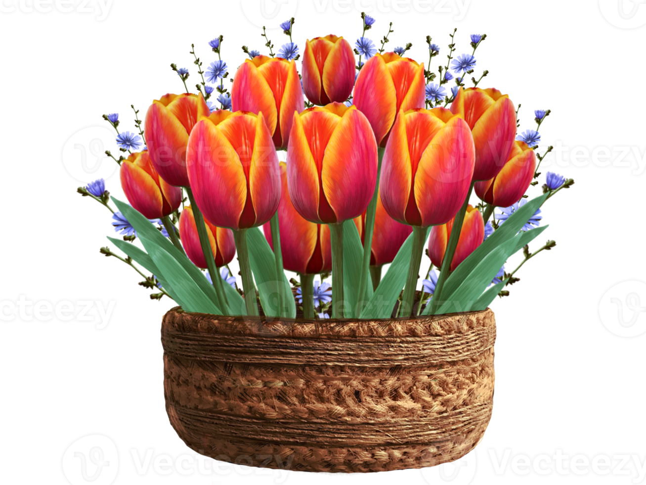 tulpaner och cikoria i en blomkruka illustration png