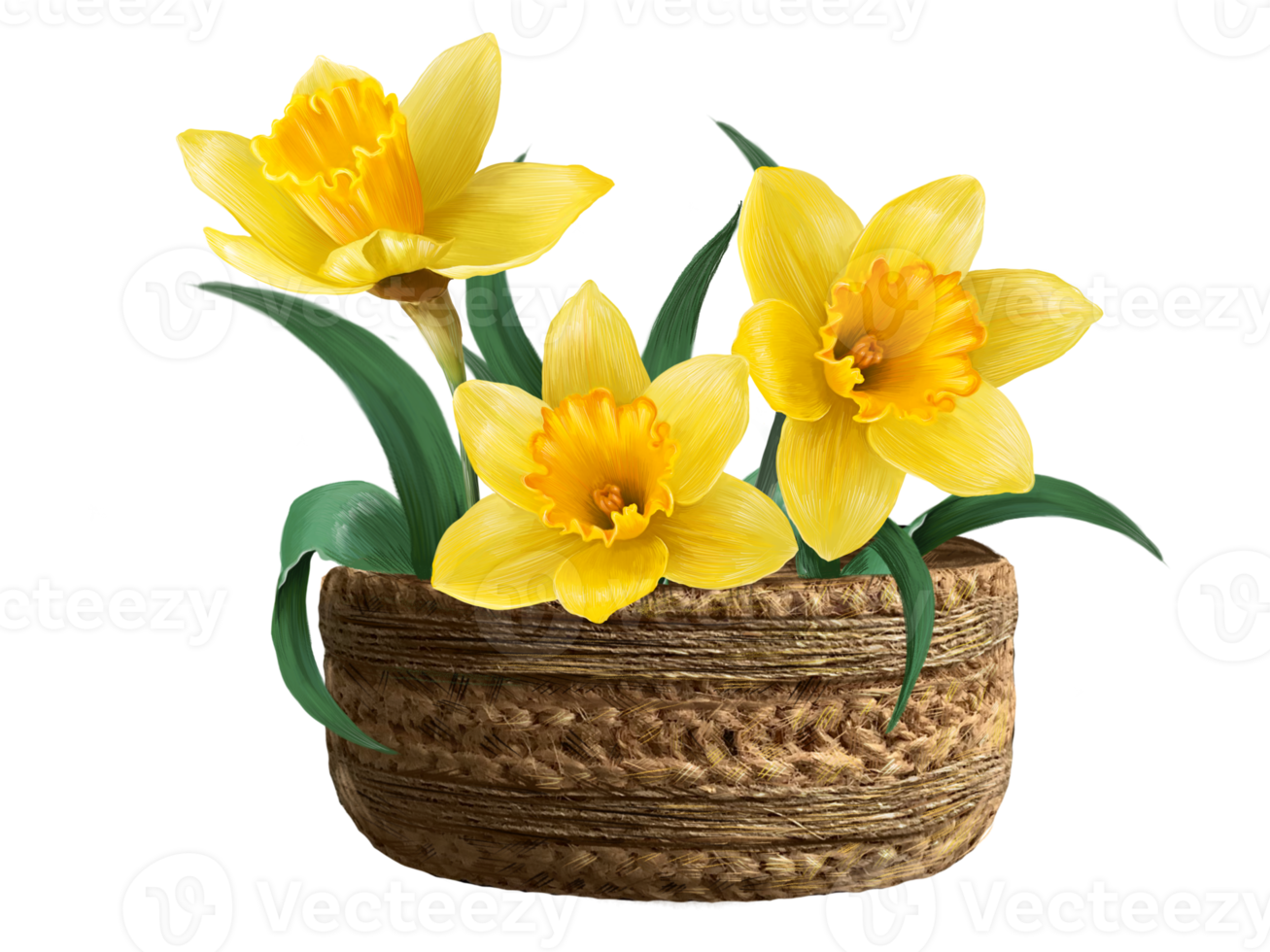 yellow daffodils rattan corziae illustration png