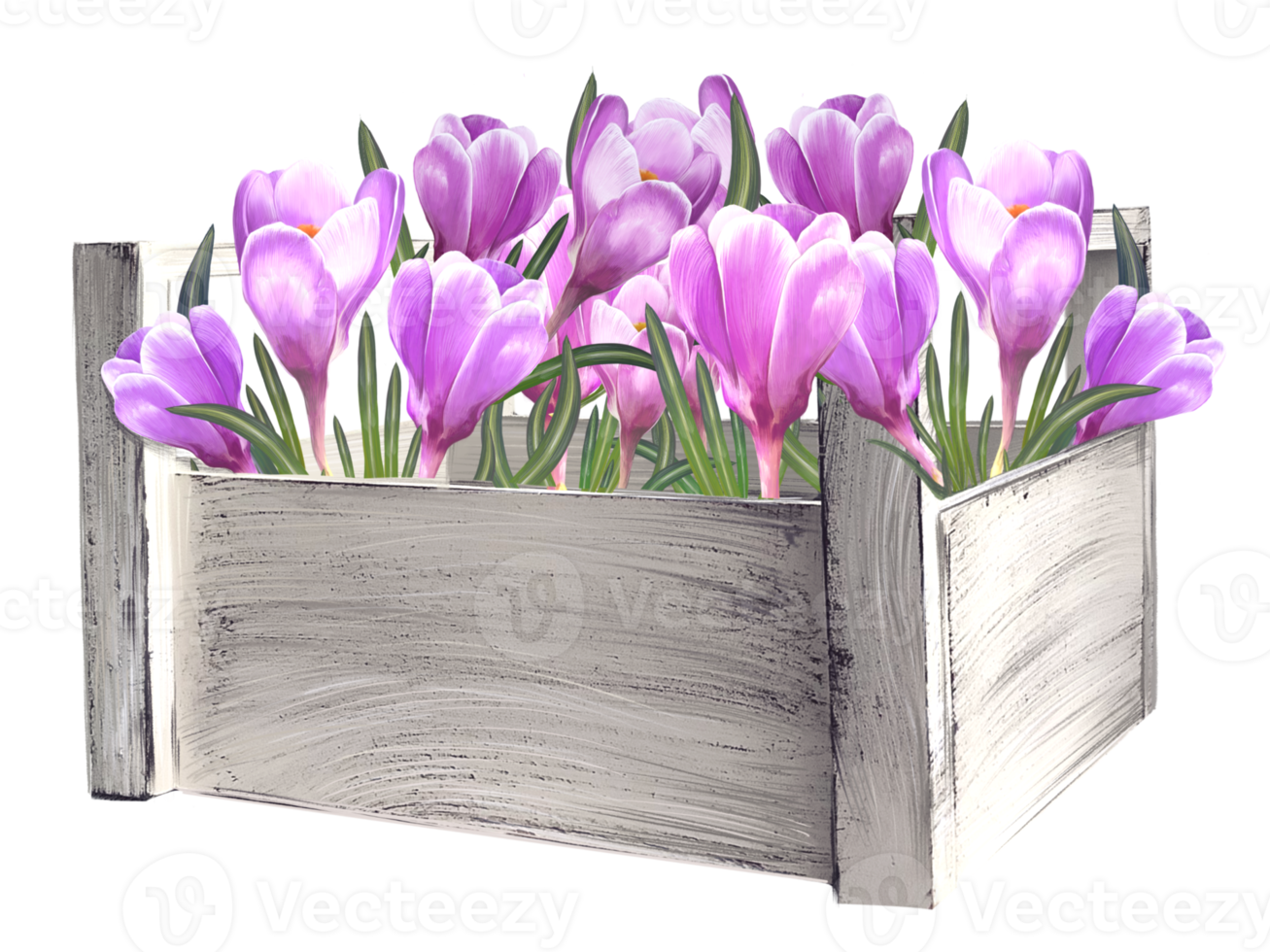 bouquet of crocuses in a basket illustration png