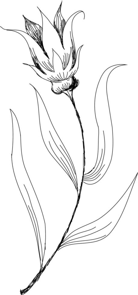 hermosa monocromo negro y blanco ramo de flores lirio aislado en antecedentes. dibujado a mano. diseño saludo tarjeta y invitación de fiesta vector