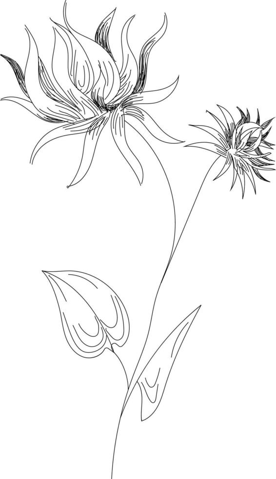 Flowers drawing with line-art on white backgrounds vector