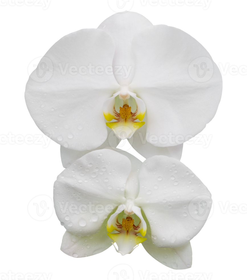 white phalaenopsis orchid flower isolated with clipping path png
