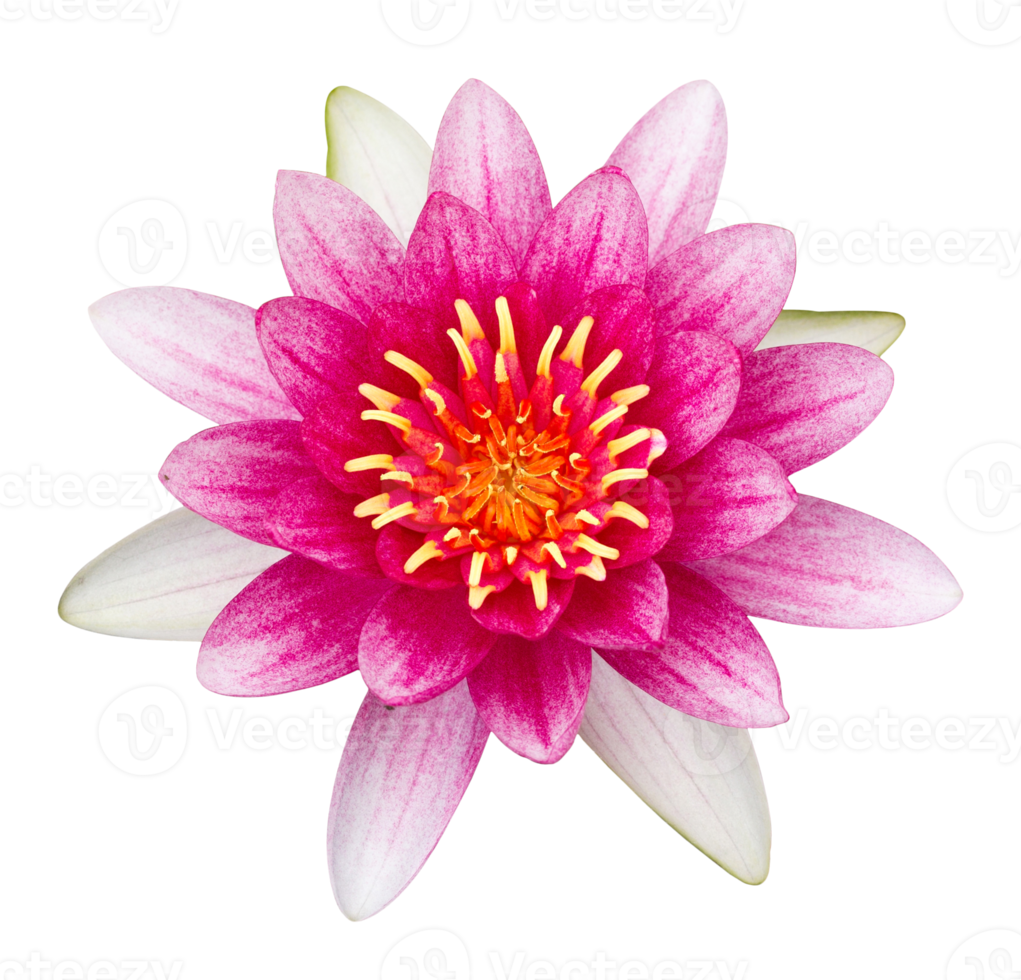 Pink lotus flower isolated with clipping path png