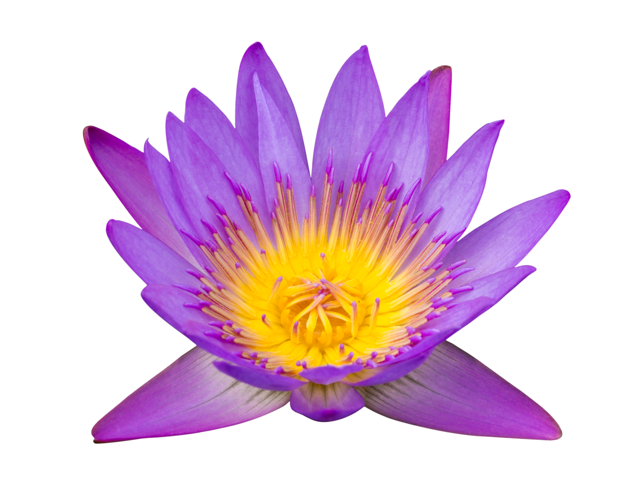 Purple lotus flower isolated with clipping path png