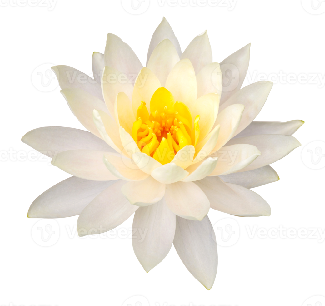 Yellow lotus flower isolated with clipping path png