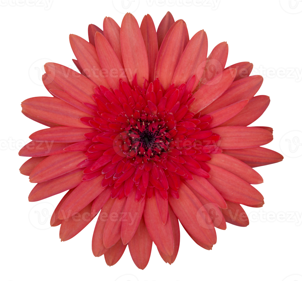 rojo gerbera flor aislado con recorte camino png