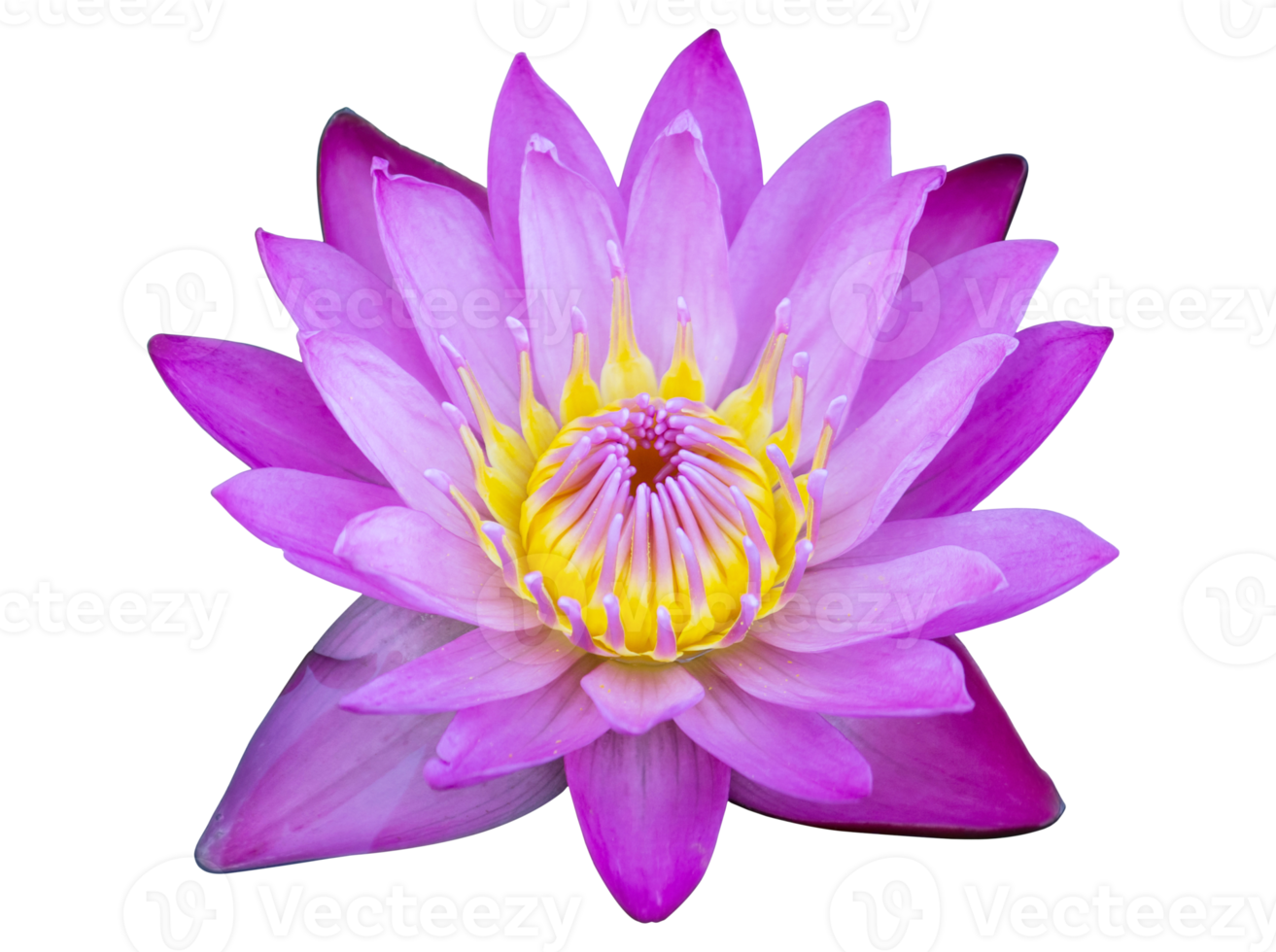 blauw lotus bloem geïsoleerd met knipsel pad png