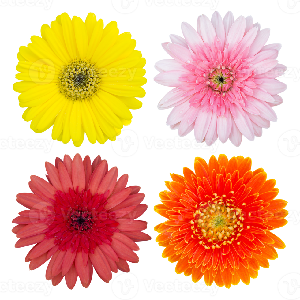 set of gerbera flower isolated with clipping path png