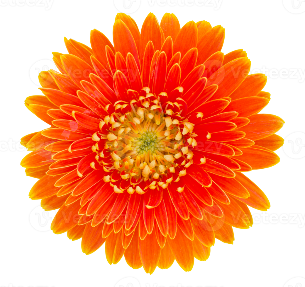 orangefarbene Gerbera-Blume mit Beschneidungspfad isoliert png