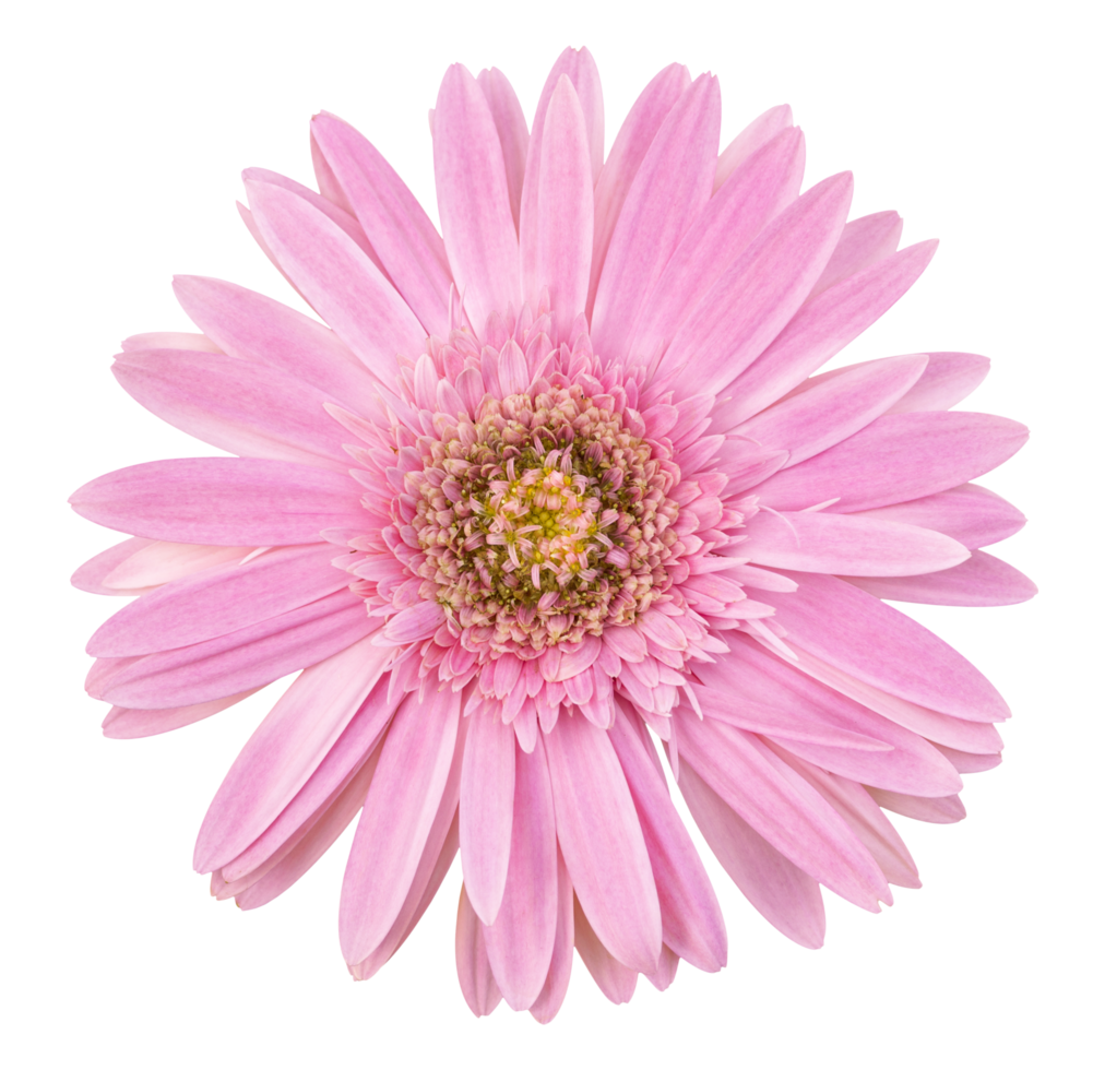 Flor de gerbera rosa aislada con trazado de recorte png