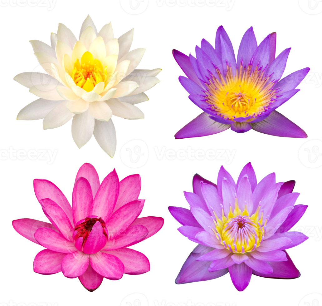 set of lotus flower isolated with clipping path png