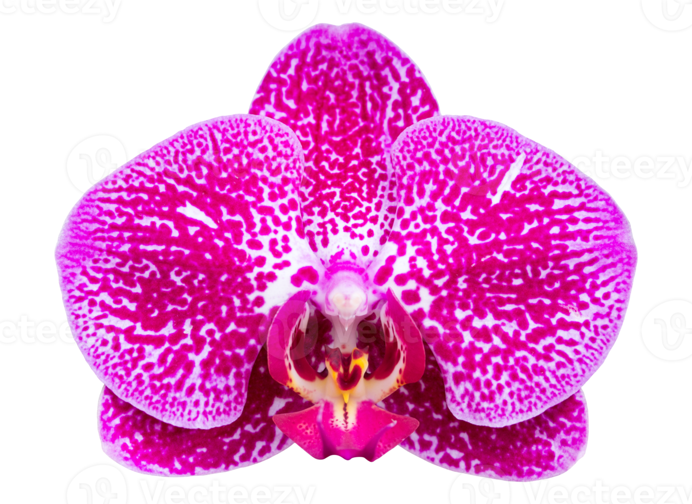 Flor de orquídea phalaenopsis rosa aislada con trazado de recorte png