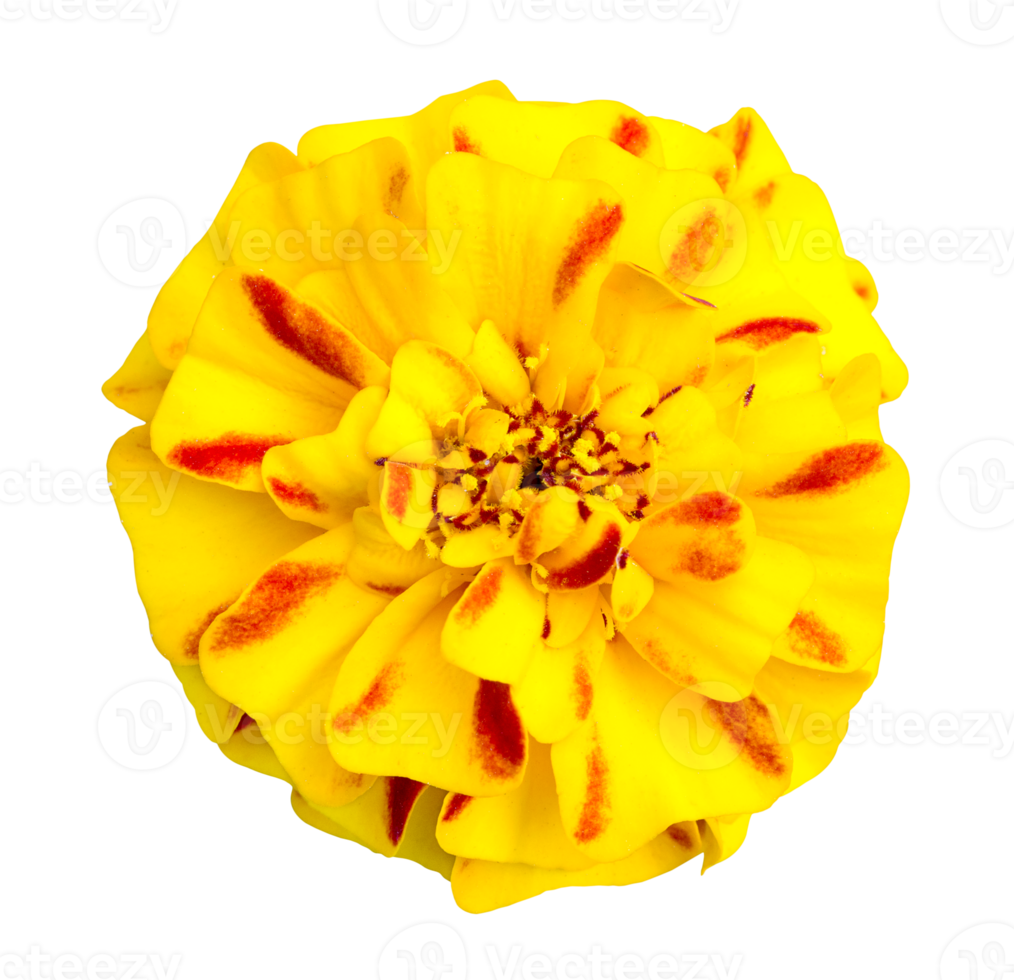 marigold flower isolated with clipping path png