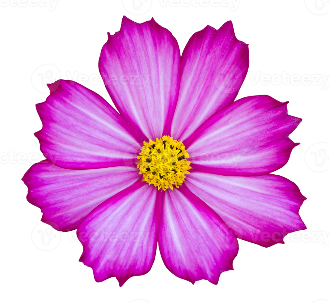 fleur de cosmos pourpre isolée avec un tracé de détourage png