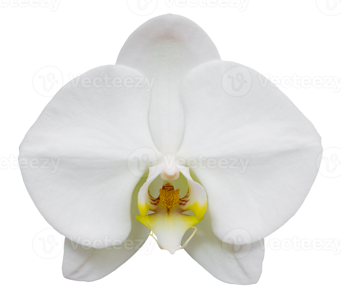 white phalaenopsis orchid flower isolated with clipping path png