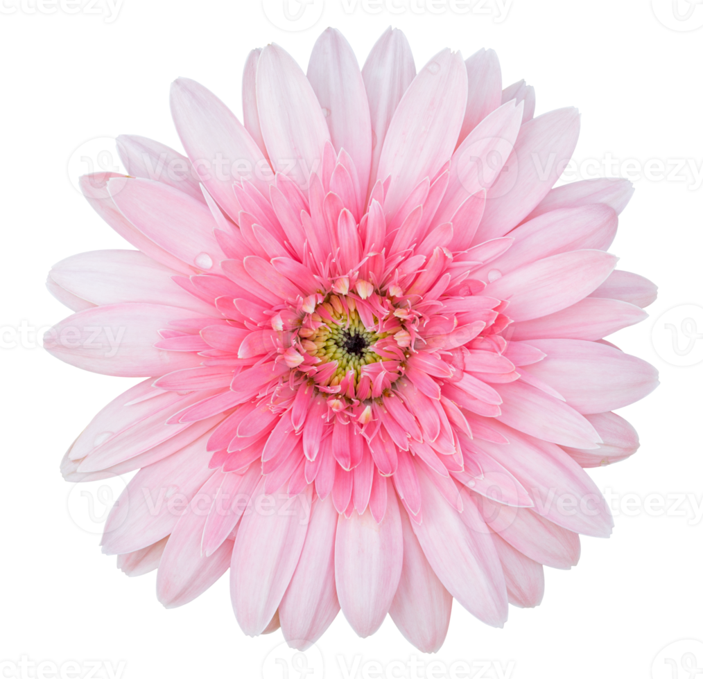 pink gerbera flower isolated with clipping path png