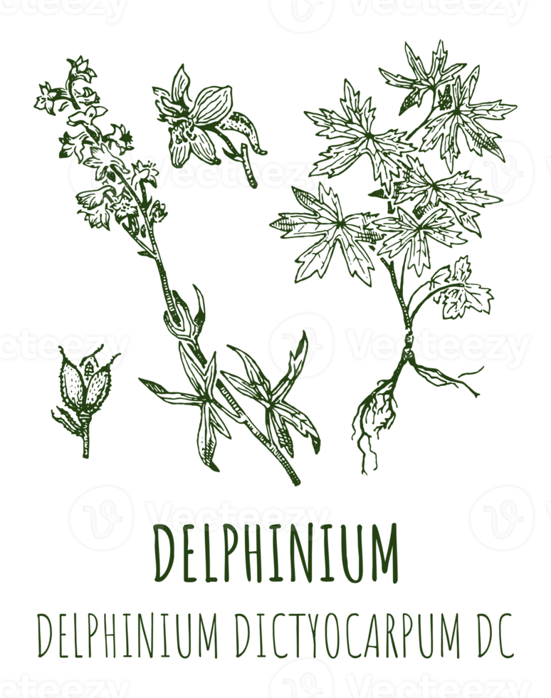 Drawings of Delphinium. Hand drawn illustration. Latin name Delphinium dictyocarpum. png