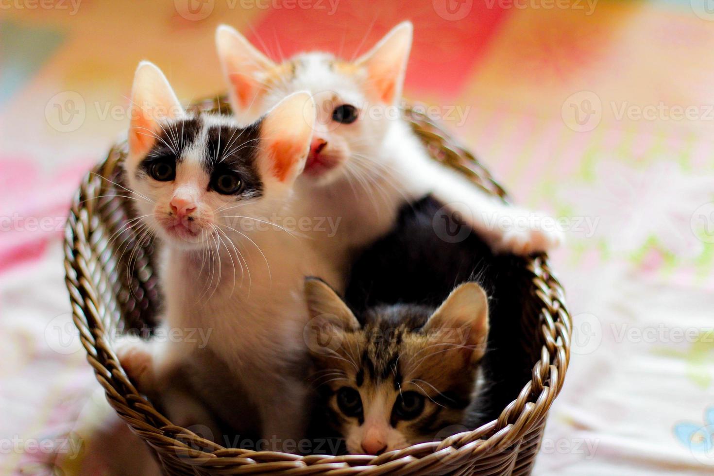 Three colored kittens in a brown wicker basket photo