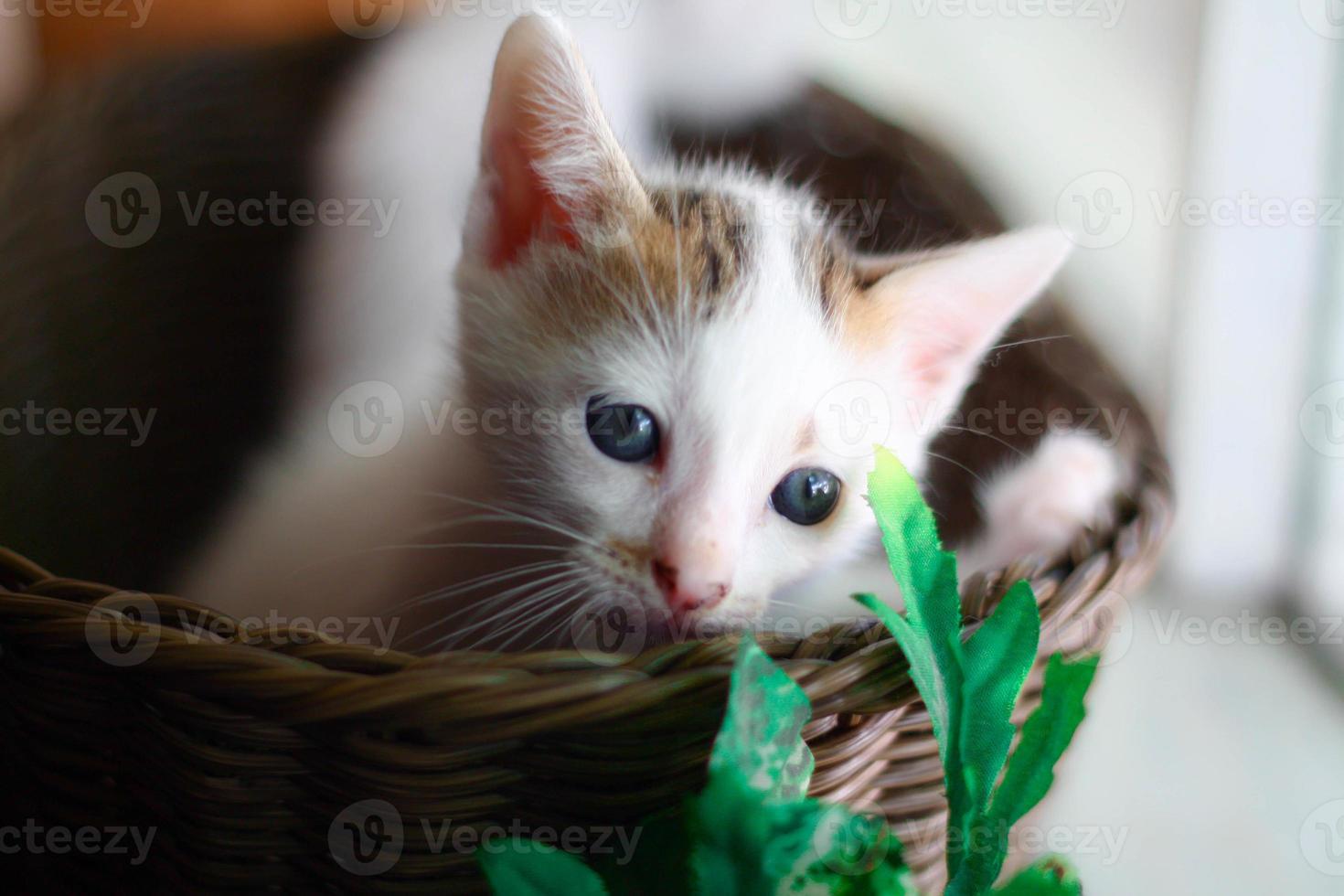 Cute little kitten in a wicker basket. Selective focus. photo