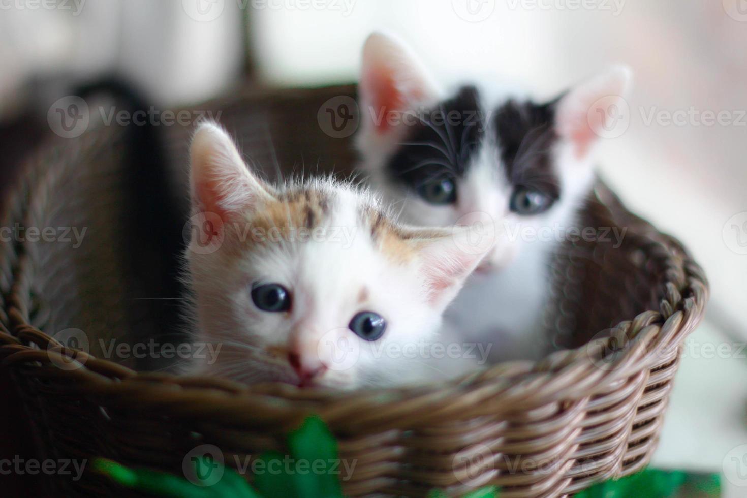 Cute little kitten in a wicker basket. Selective focus. photo
