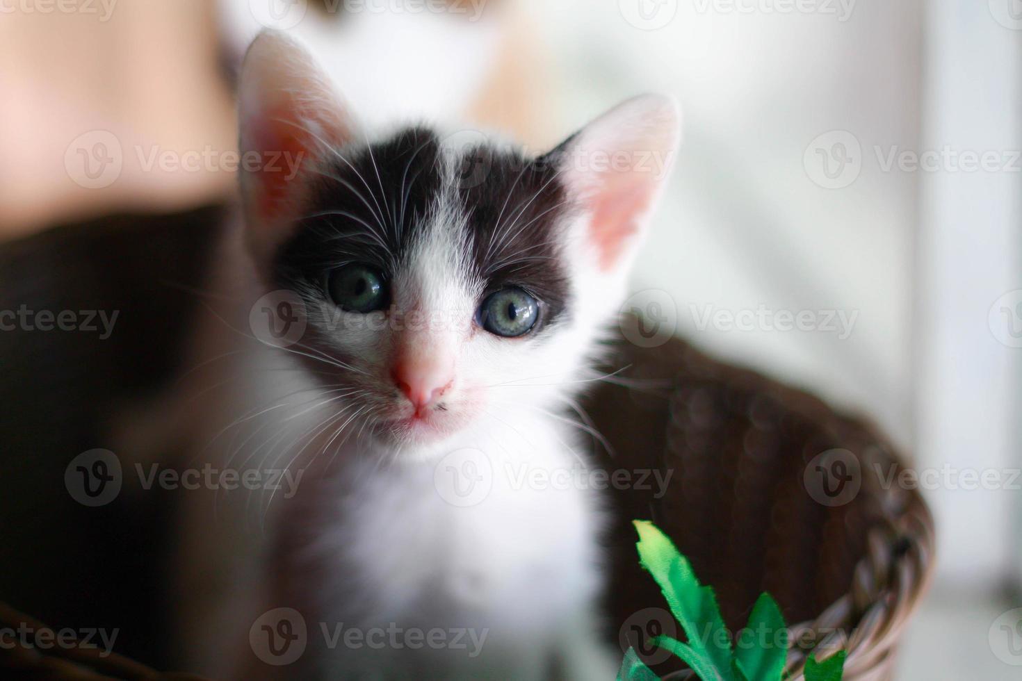 Cute little kitten in a wicker basket. Selective focus. photo