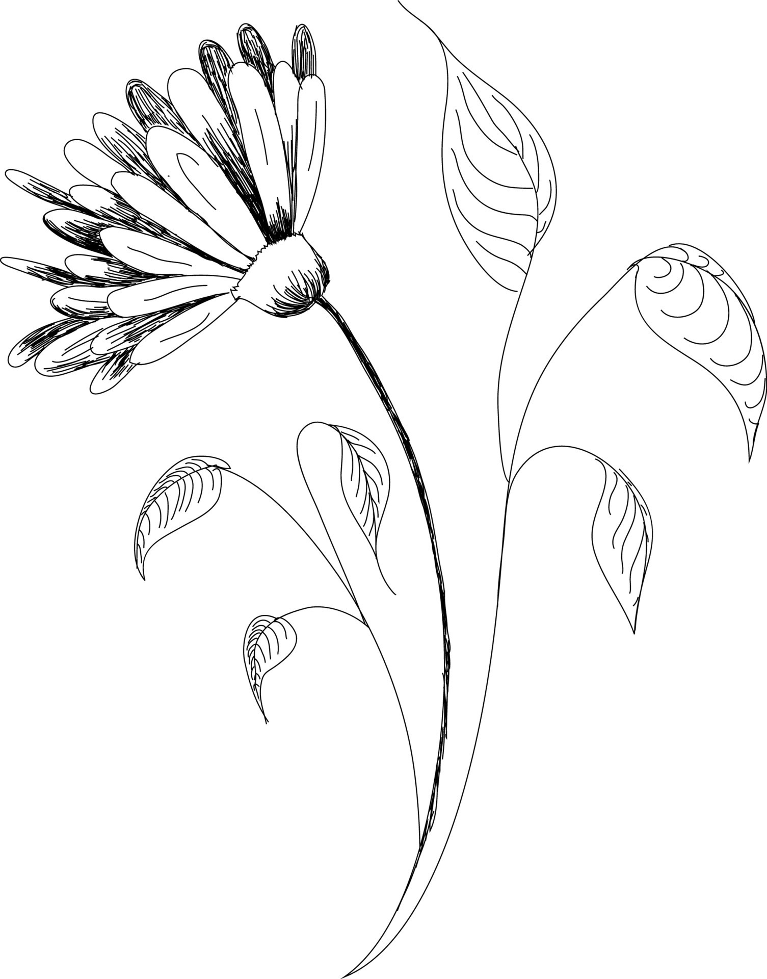 Vector drawing flowers hand-drawn chamomiles, daisies. Jerusalem ...