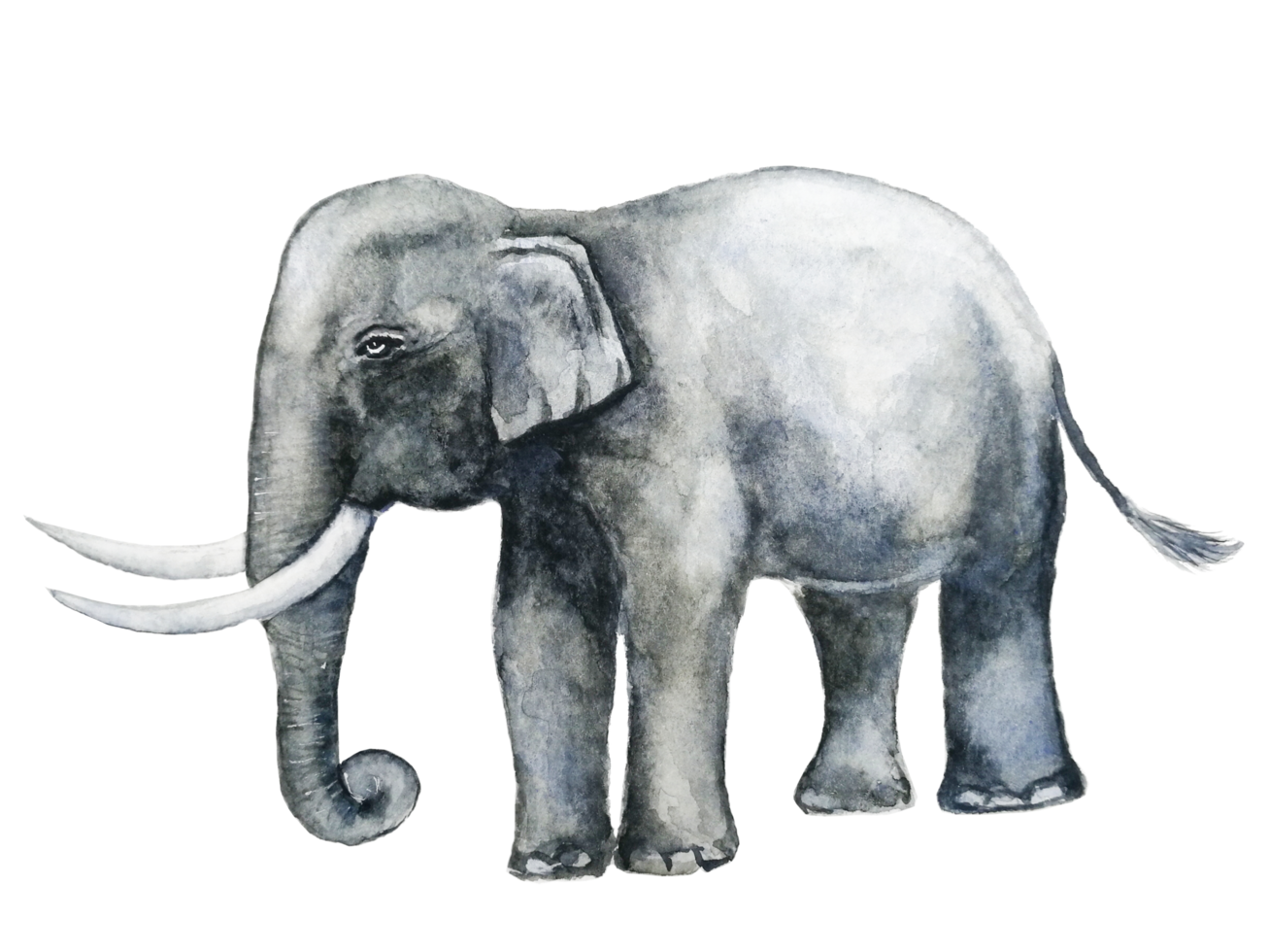 watercolor painting beside elephant hand drawn png background.