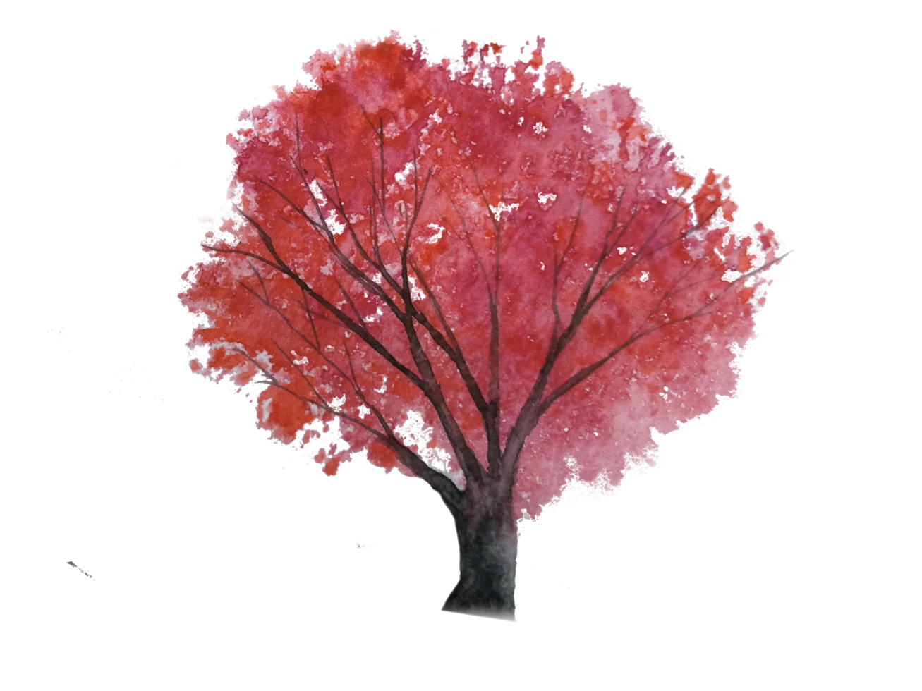 watercolor tree autumn season. red leaf.png background. png