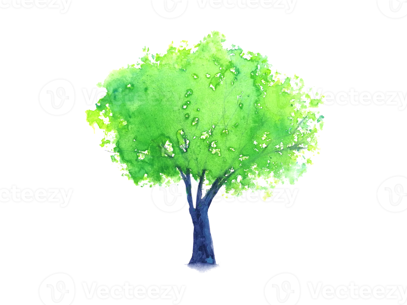 watercolor painting tree. png white background. 20977320 PNG