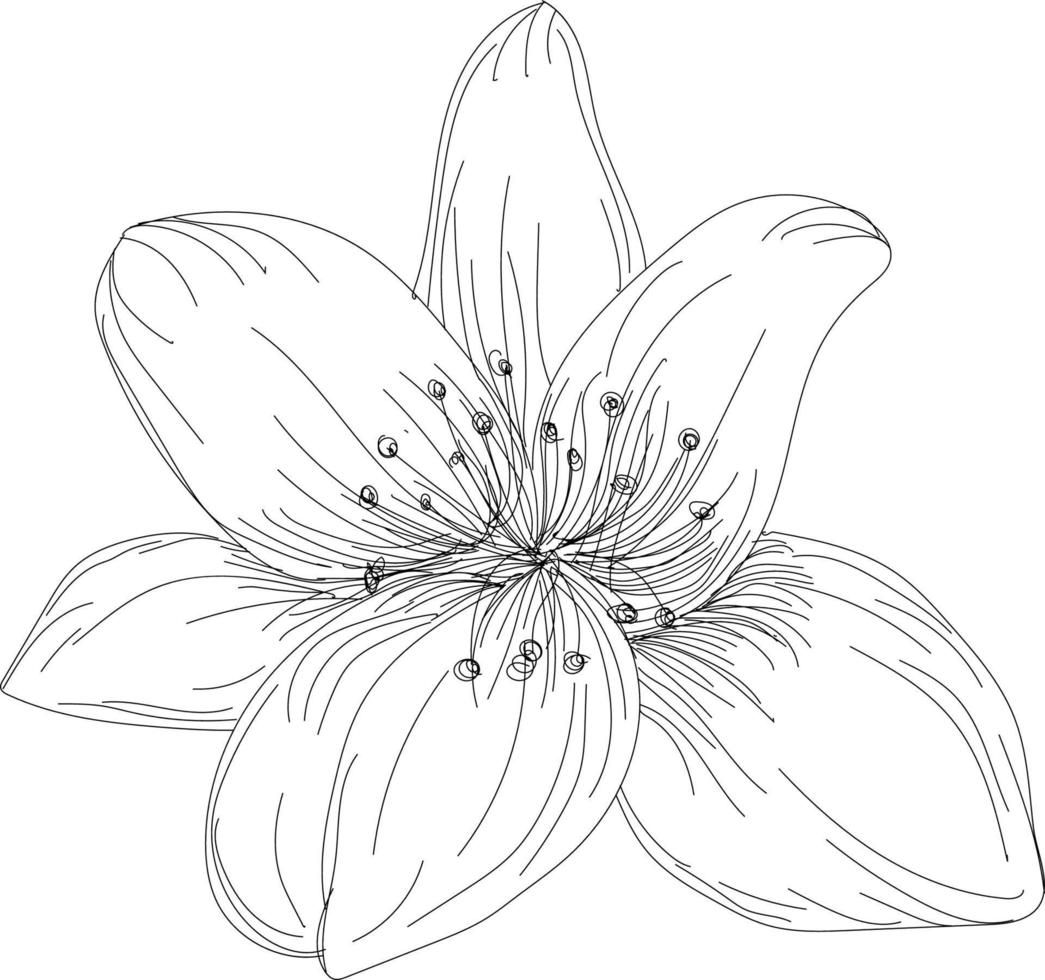 beautiful monochrome black and white bouquet lily isolated on background. Hand-drawn. design greeting card and invitation of holiday vector
